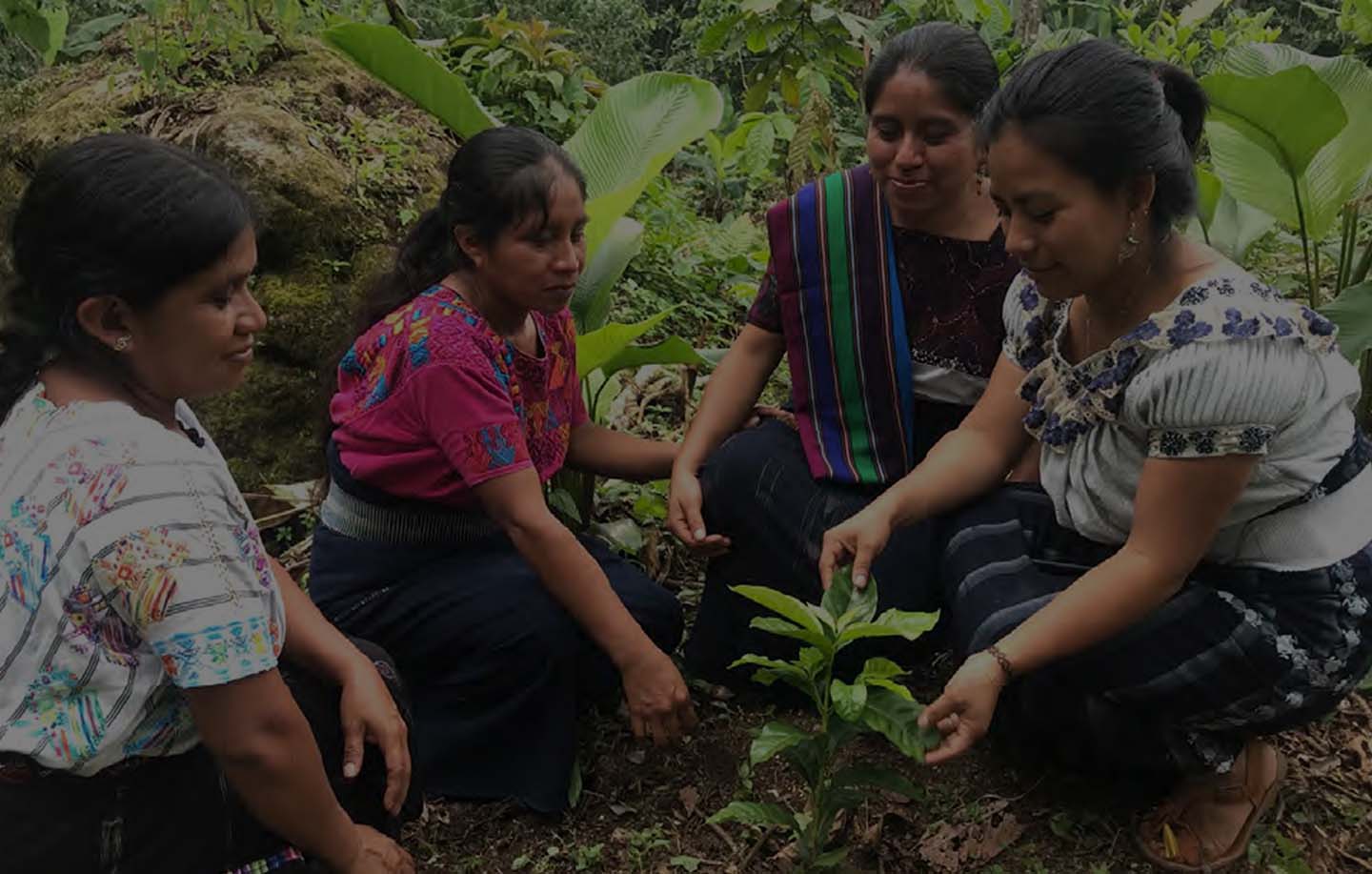 Il futuro dello Yemen, in un chicco di caffè