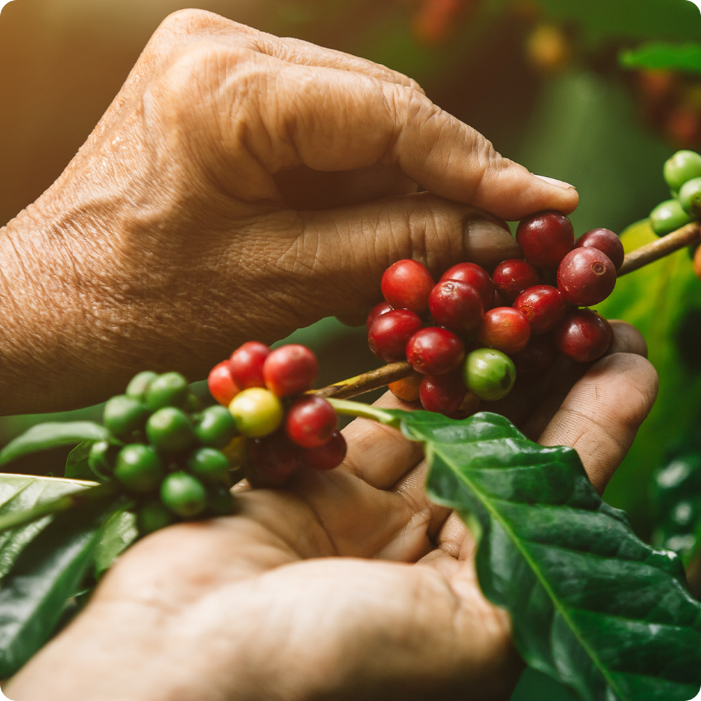L’approvisionnement en café